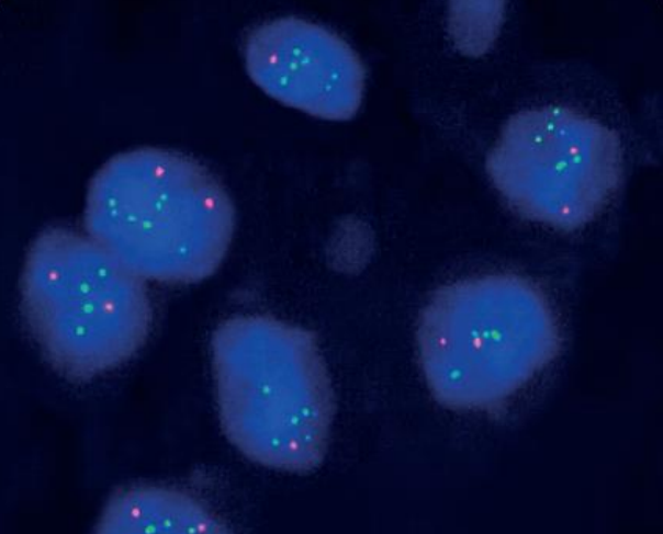 Fish Bio Probes