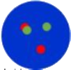 dots