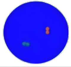 dots