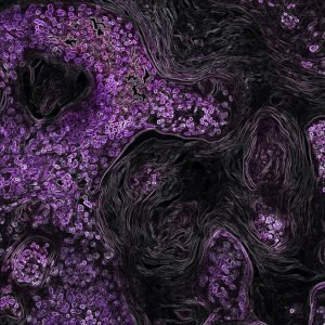 High-quality IHC antibody kits