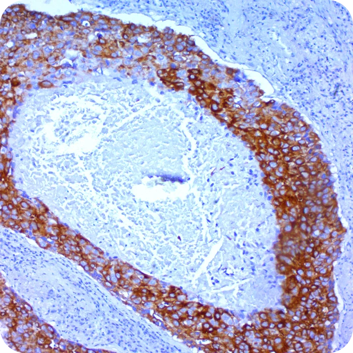 A00136-20X-Slide-3