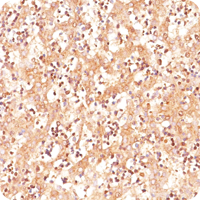 RA0003-C.5