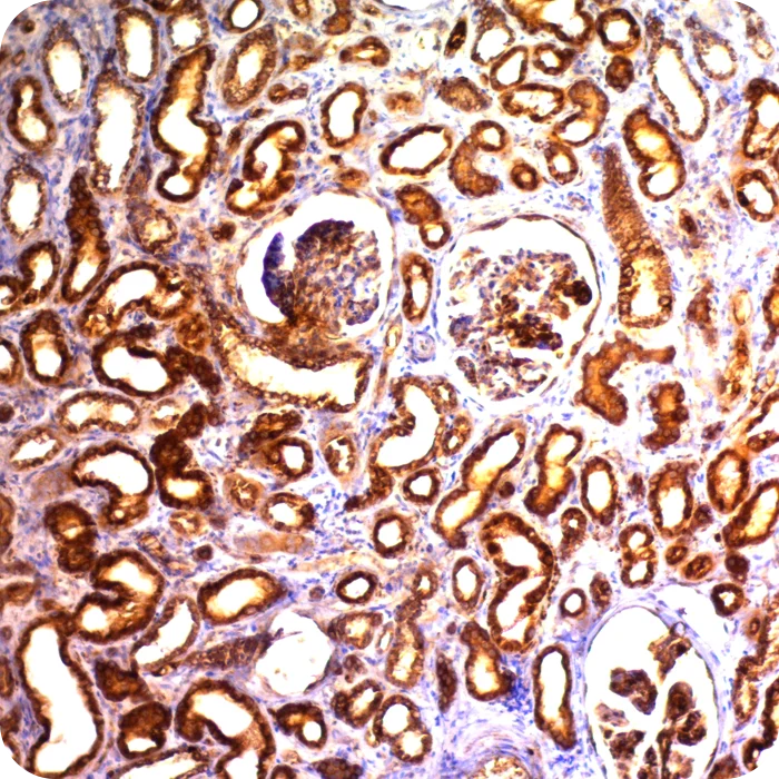 RA0025-C.5