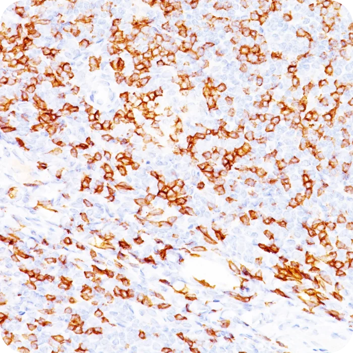 RA0041-C.5