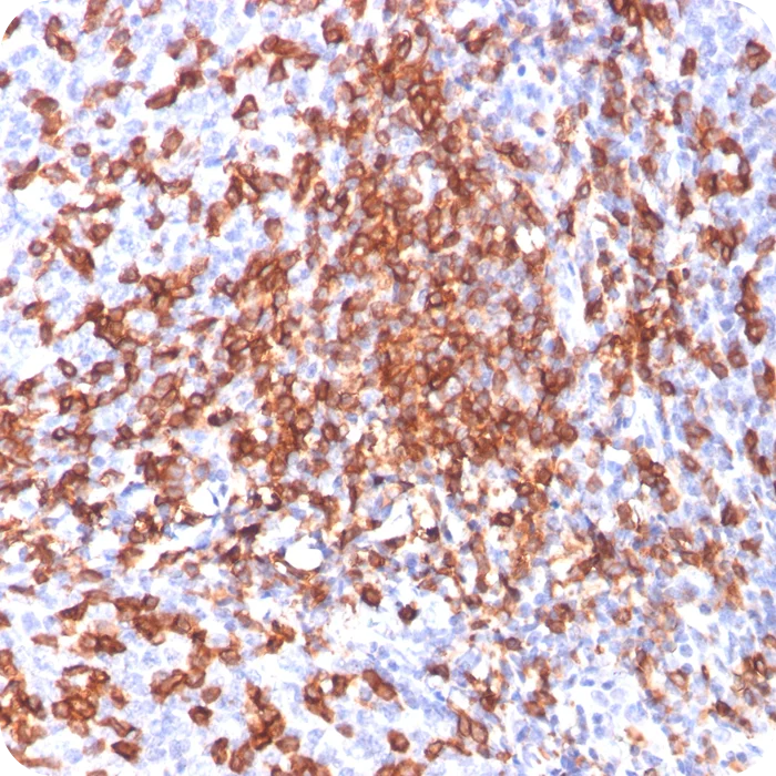 RA0055-C.5