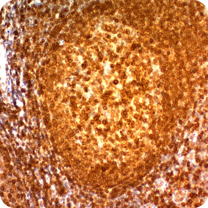 RA0065-C.5b
