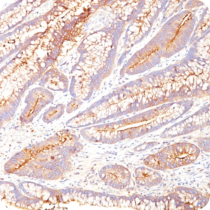 RA0082-C.5
