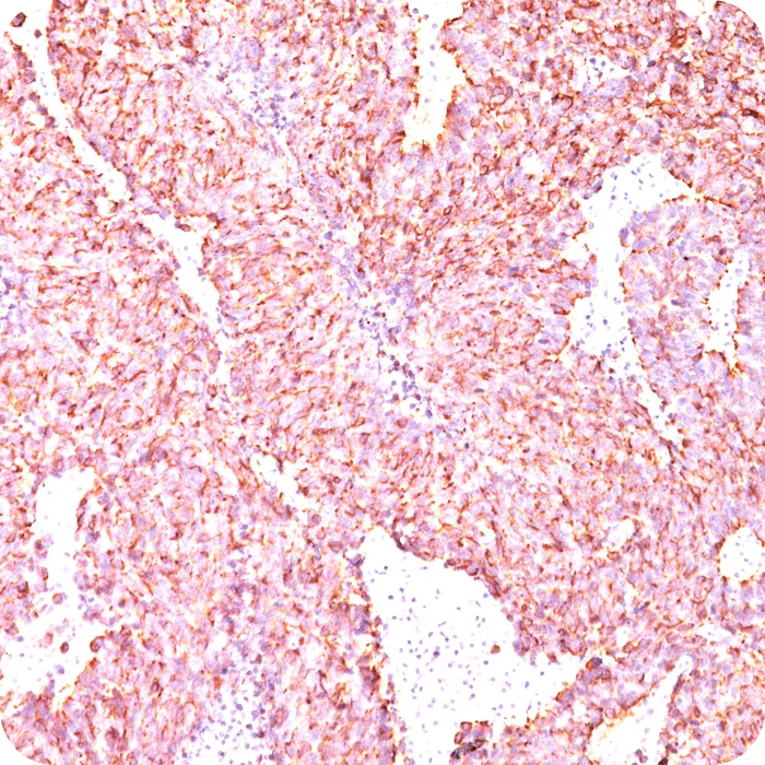 RA0093-C.5
