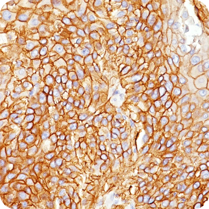 RA0107-C.5