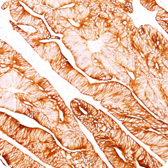 RA0173-C.5