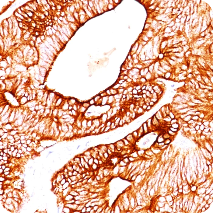 RA0175-C.5