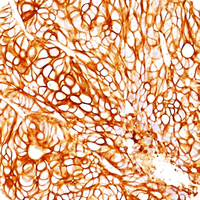 RA0185-C.5