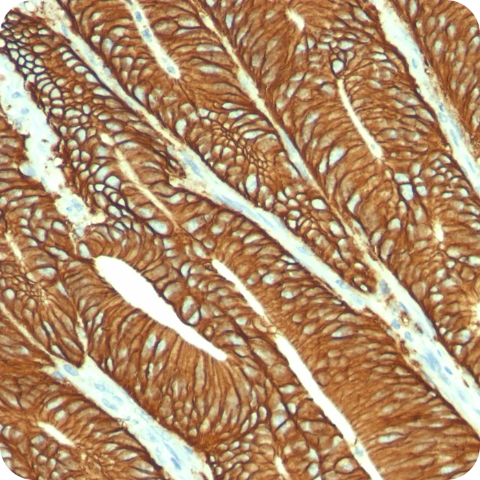 RA0196-C.5 (1)