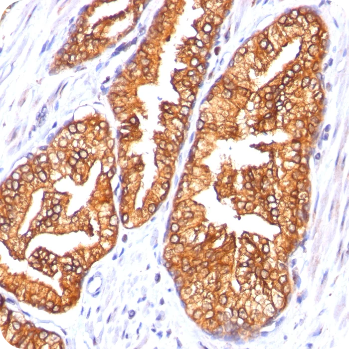 RA0252-C.5