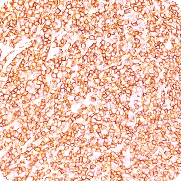 RA0279-C.5