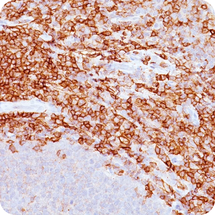 RA0297-C.5