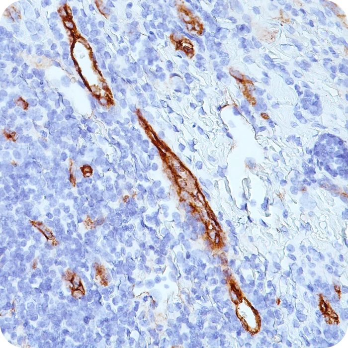 RA0340-C.5