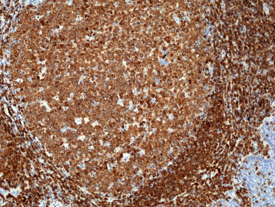 RM297_Fig1_IHC_Ne