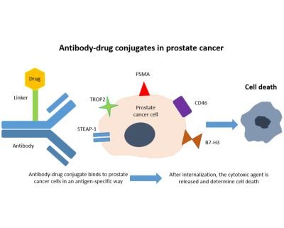 Prostate Cancer Antibodies