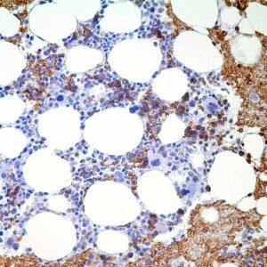 Glycophorin A (GA-R2)