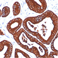 DAB Substrate Buffer