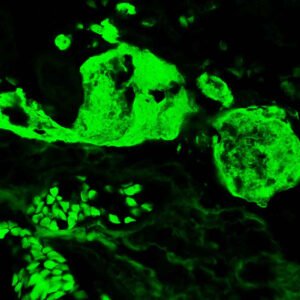 Fibrinogen-FITC (G3004)