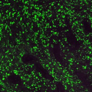 Kappa Light Chains FITC (G0039)